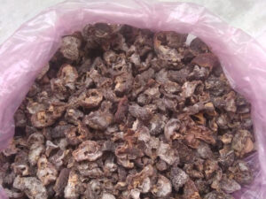 Amla - Emblica Officinalis - Indian Gooseberry - Amalaki - Malacca Tree