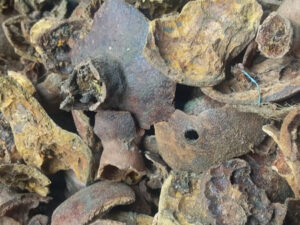 Pomegranate - Punica Granatum - Anar - Granada - Seeded Apple