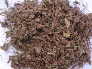 Brahmi - Bacopa Monnieri - Water Hyssop - Herb of Grace - Indian Pennywort