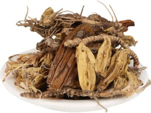 Jivanti - Leptadenia Reticulata - Dodi - Shakpushpi - Jivaniya