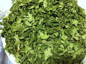 Moringa - Drumstick Tree - Sahjan - Moringa Oleifera - Horseradish Tree - Ben Oil Tree