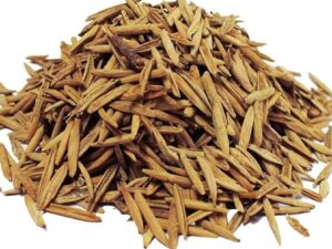 Indrajau - Wrightia Tinctoria - Pala Indigo Plant - Sweet Indrajao - Dyer?s Oleander