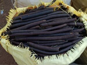 Golden Shower Tree - Cassia Fistula - Indian Laburnum - Amaltas - Purging Cassia