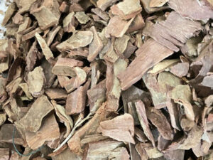 Arjuna - Terminalia Arjuna - Indian Arjuna - Arjun Tree - White Marudah