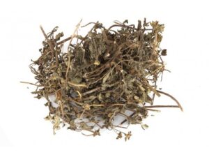 Bhringraj - Eclipta Alba - False Daisy - Bhringraj - Yerba de Toga